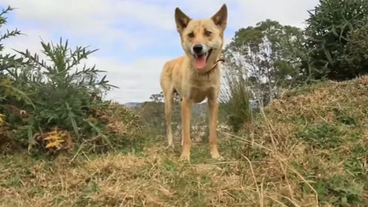 Dingo spotted in Sydney suburb after