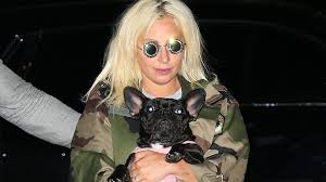 Lady Gaga’s dogs found safe after armed