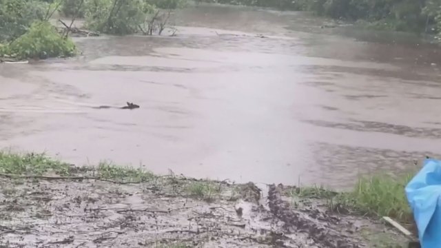 Kangaroo spotted swimming through flooded