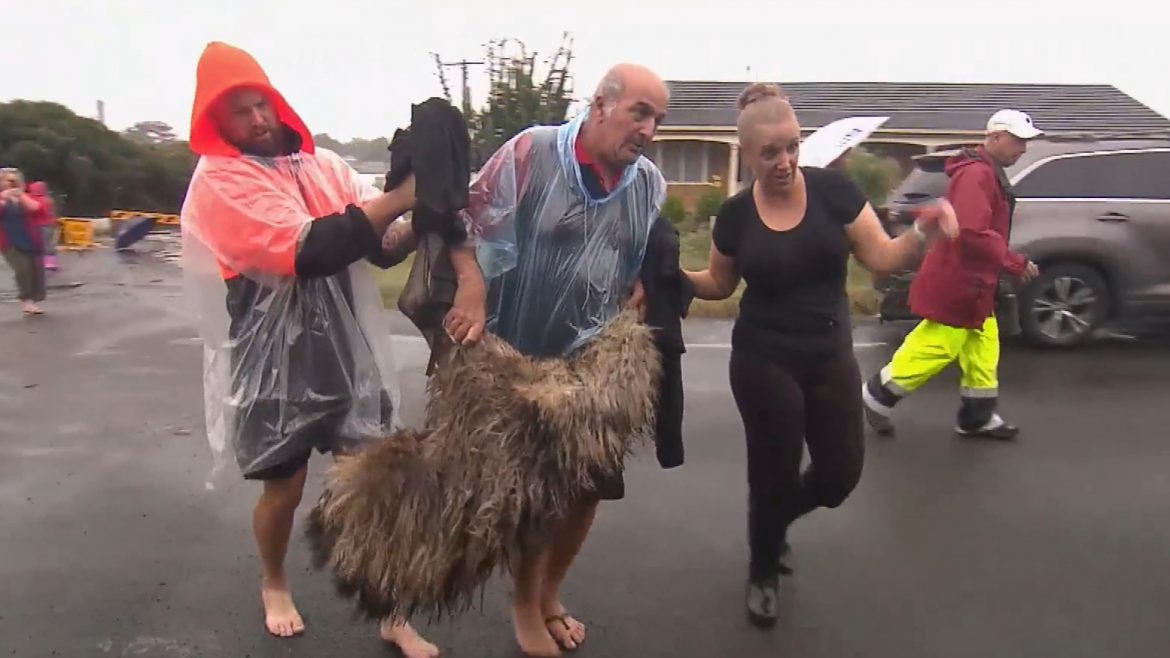 Pet emu rescued from floodwaters in the