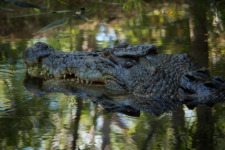 Saltwater crocodile populations growing,