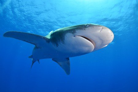 World-leading shark tagging program
