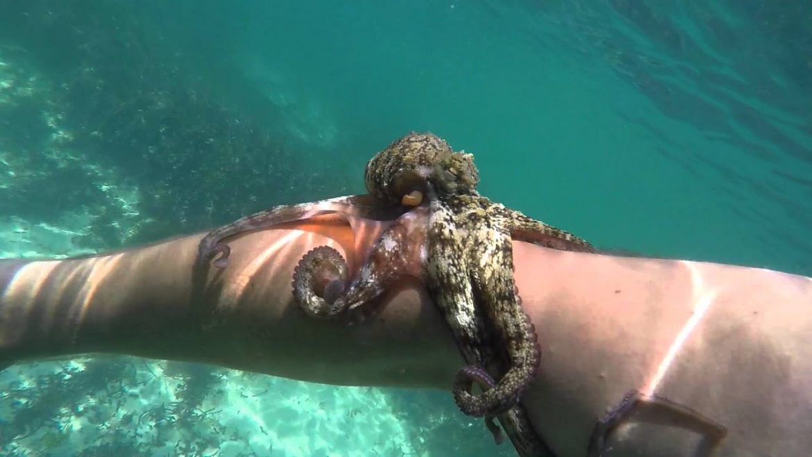Octopus attacks man’s neck while