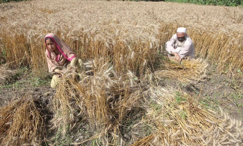 پاکستان میں گندم بحران جب 25 سے زیادہ افراد کو