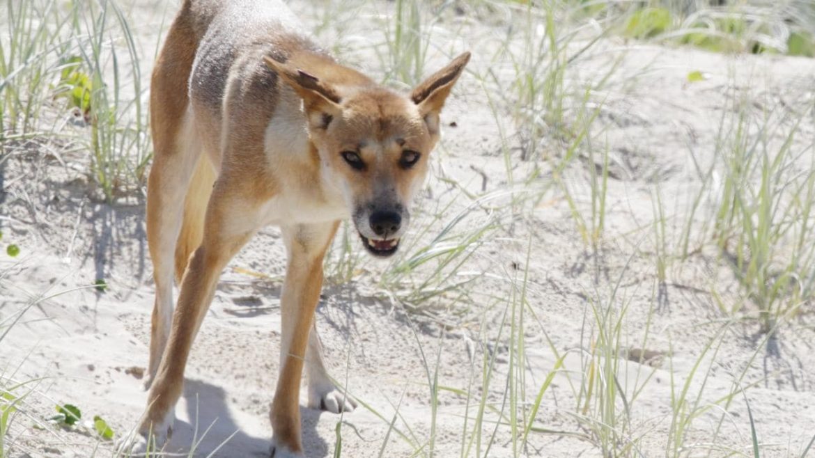 Boy attacked by dingo on Fraser Island