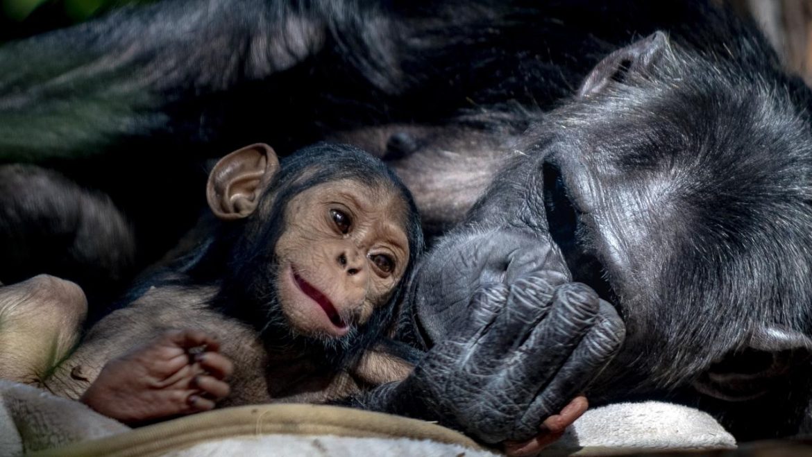 Rockhampton Zoo devastated by stillborn