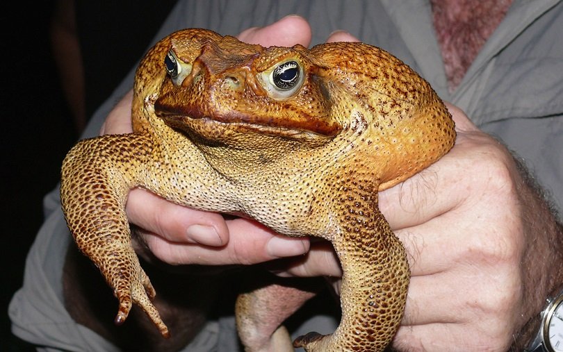 Cane toad spotted in Sydney