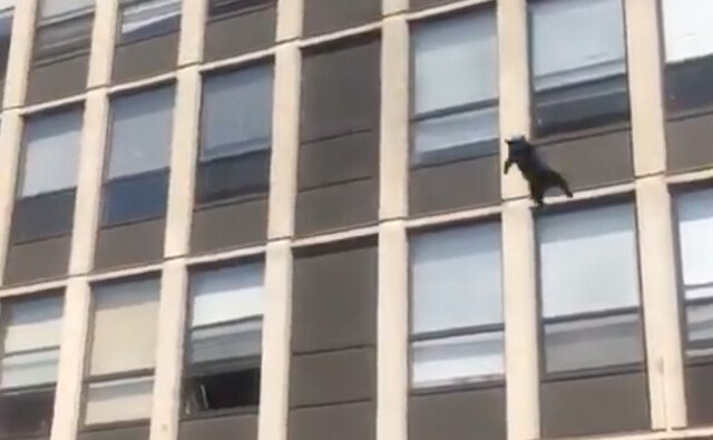 Chicago cat fleeing fire survives five-story