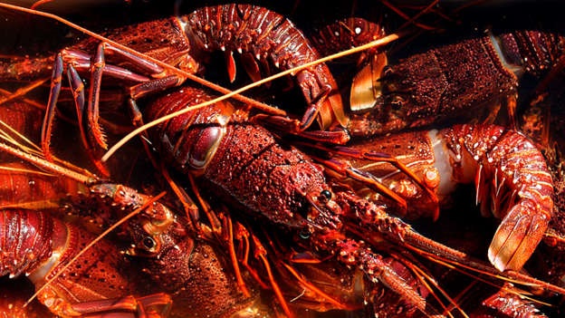Australian lobsters ‘smuggled to China’