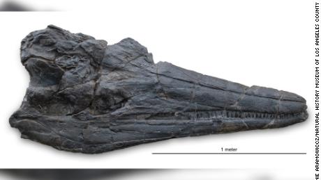 Giant marine reptile skull discovery reveals