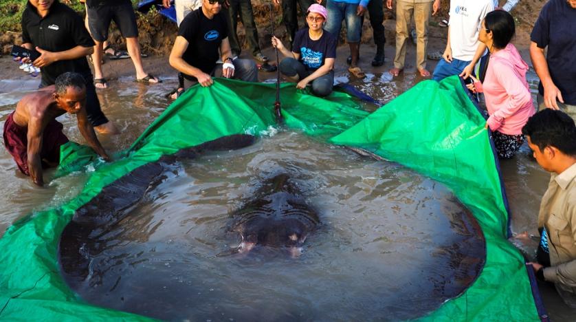 Cambodian catches world’s largest recorded