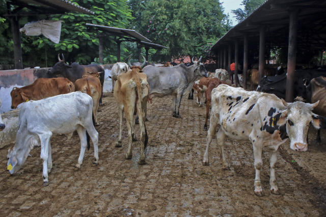 Lumpy skin disease kills 100,000 cattle