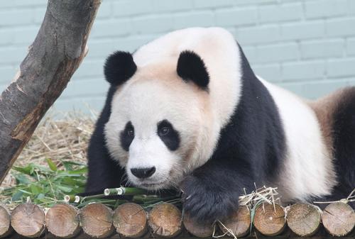Student rescued from giant panda