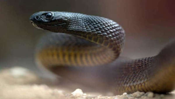 The snake that can kill 60 humans
