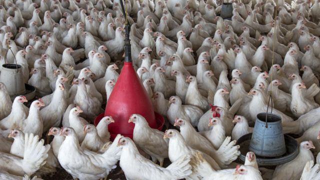 مرغی کے گوشت کی قیمت میں مسلسل اضافہ