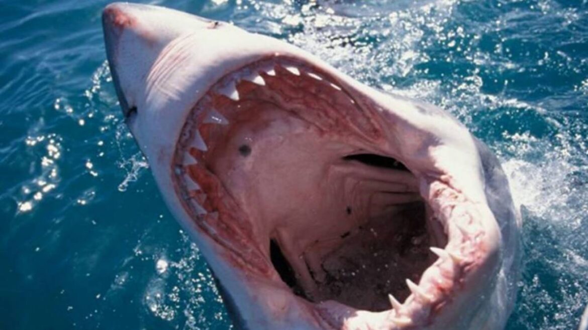 Australian tourist killed by shark