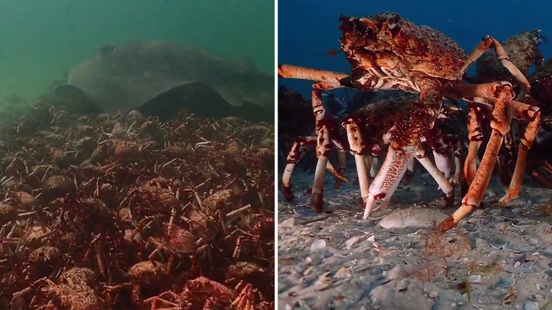 Thousands of native spider crabs gather