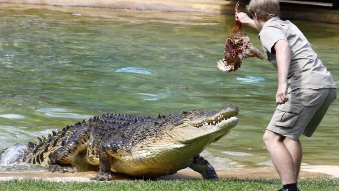 Investigation continues after crocodile